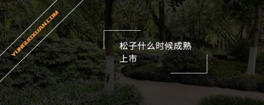 松子什么時(shí)候成熟上市？