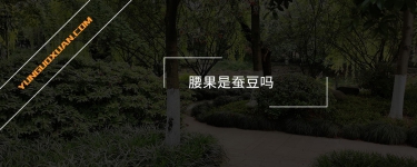 腰果是蠶豆嗎?