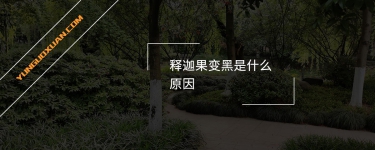 釋迦果變黑是什么原因？