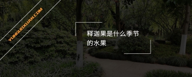 釋迦果是什么季節(jié)的水果？