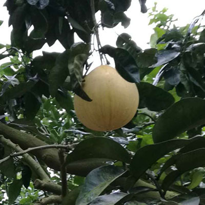 廣豐馬家柚