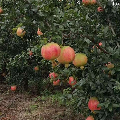 會理石榴
