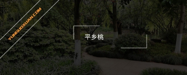 平鄉(xiāng)桃