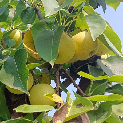 上饒早梨