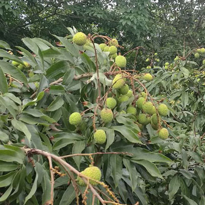 三門坡荔枝