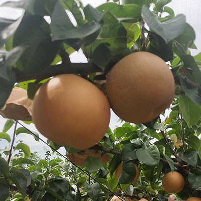 黔陽(yáng)金秋梨