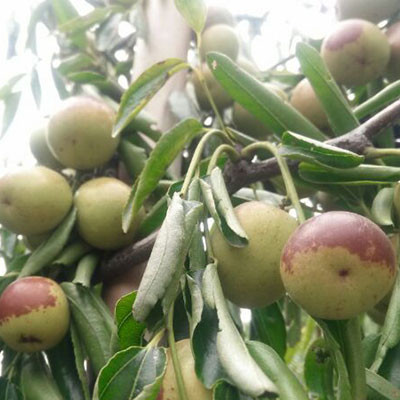 棗樹(shù)行玉鈴鐺棗