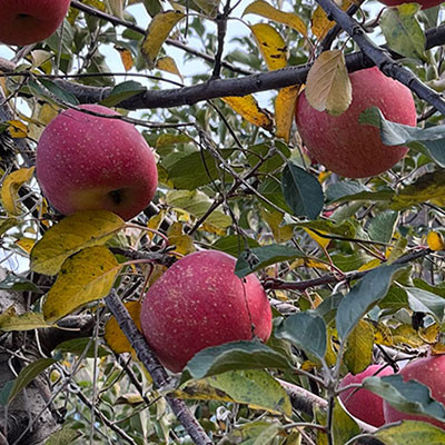 長(zhǎng)林島金紅蘋(píng)果