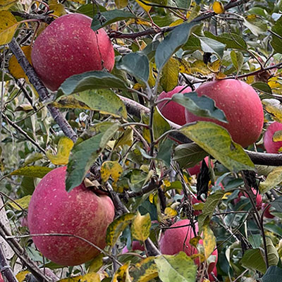 牡丹江金紅蘋(píng)果