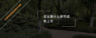 圣女果什么季節(jié)成熟上市？