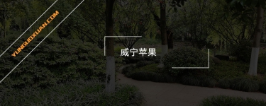 威寧蘋(píng)果