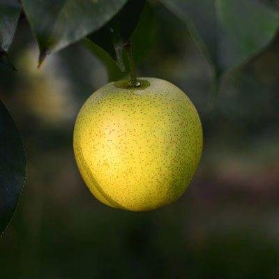 禮泉小河御梨