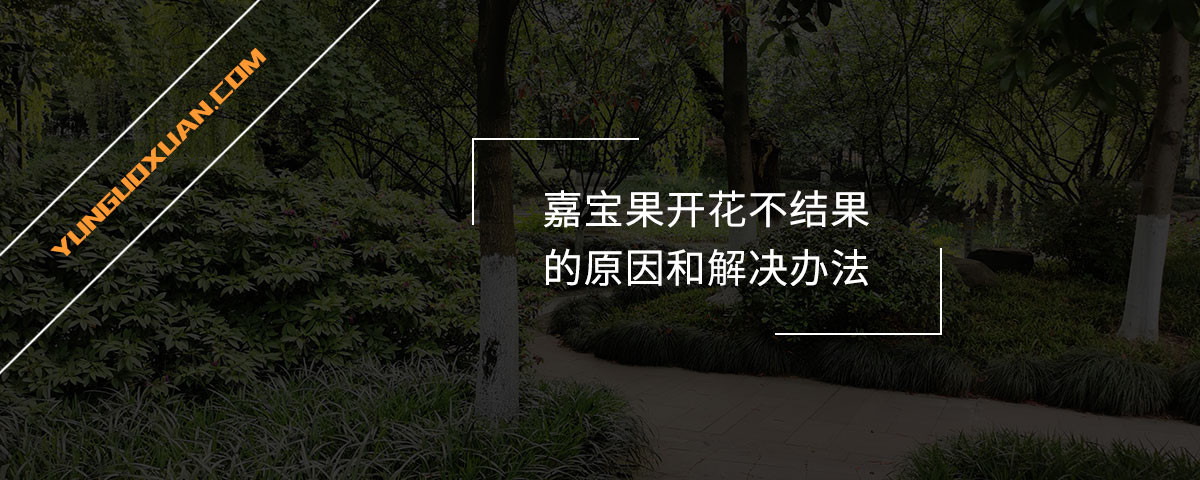 嘉寶果開(kāi)花不結(jié)果的原因和解決辦法
