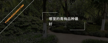 哪里的青梅品種最好？