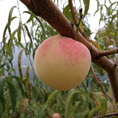 陽(yáng)山水蜜桃